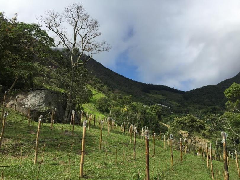 Pousada Quinta Das Nascentes Vila Petrópolis Exterior foto